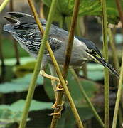 Striated Heron