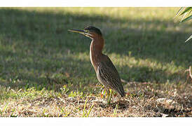 Green Heron