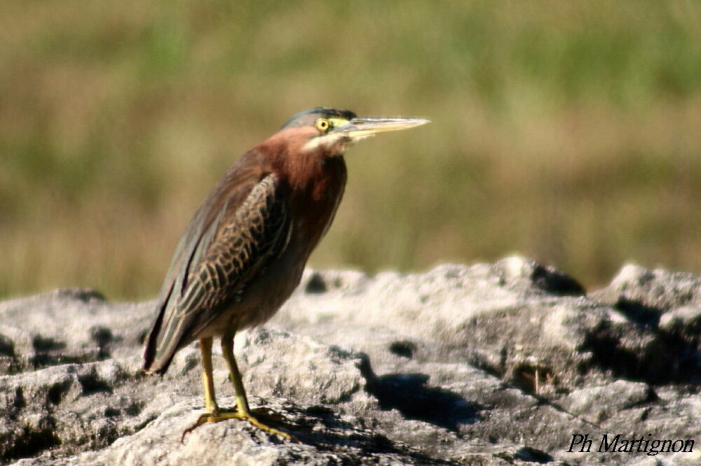 Green Heron