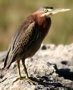 Green Heron