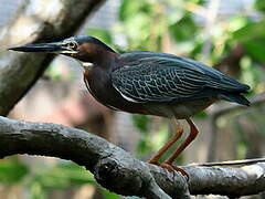 Green Heron