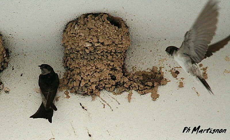 Western House Martin