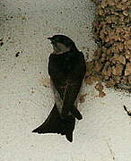 Common House Martin