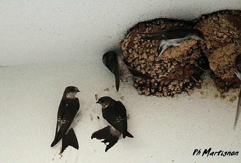 Common House Martin