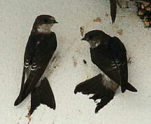 Western House Martin