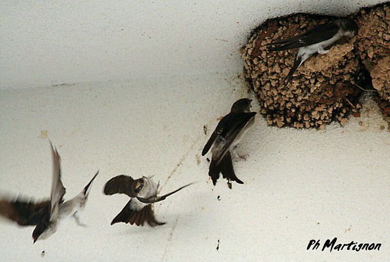 Common House Martin