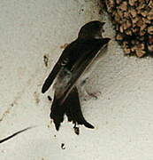 Western House Martin