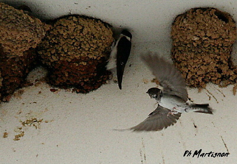 Common House Martin