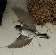 Western House Martin