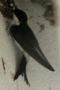 Western House Martin