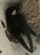 Western House Martin