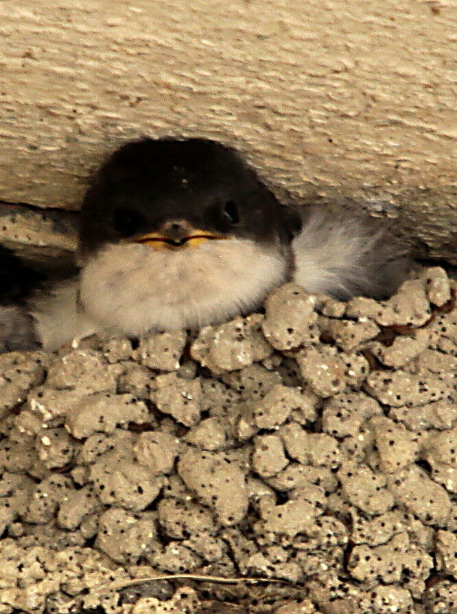 Hirondelle de fenêtrePoussin, identification