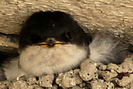 Western House Martin