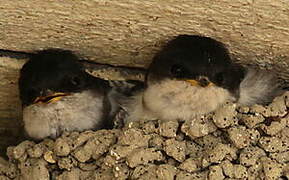 Western House Martin