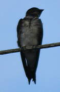 Sand Martin