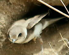 Sand Martin