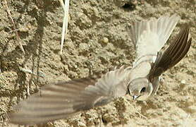 Sand Martin