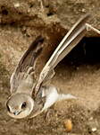 Hirondelle de rivage