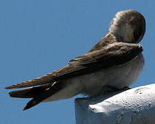 Mangrove Swallow