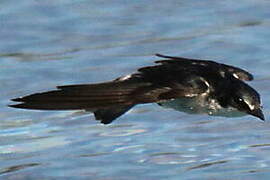 Mangrove Swallow