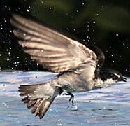 Mangrove Swallow