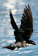 Mangrove Swallow