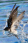 Mangrove Swallow