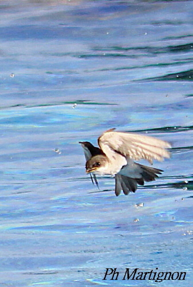 Mangrove Swallow, identification, Flight, drinks