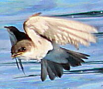 Mangrove Swallow