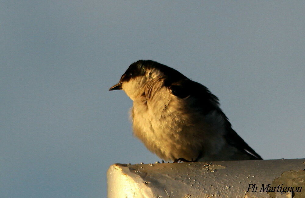 Mangrove Swallow, identification