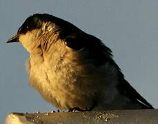 Mangrove Swallow