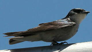 Mangrove Swallow