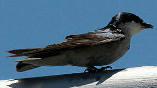 Mangrove Swallow