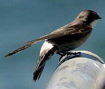 Mangrove Swallow