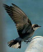 Mangrove Swallow