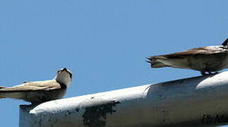 Mangrove Swallow