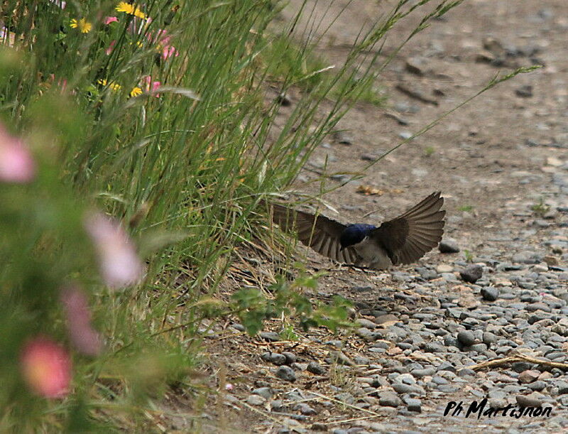 Chilean Swallow