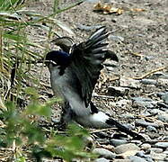 Chilean Swallow