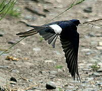 Chilean Swallow