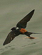 Red-rumped Swallow