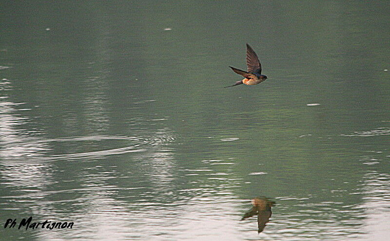 Red-rumped Swallow, Flight