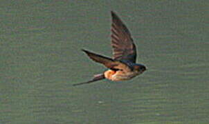 Red-rumped Swallow