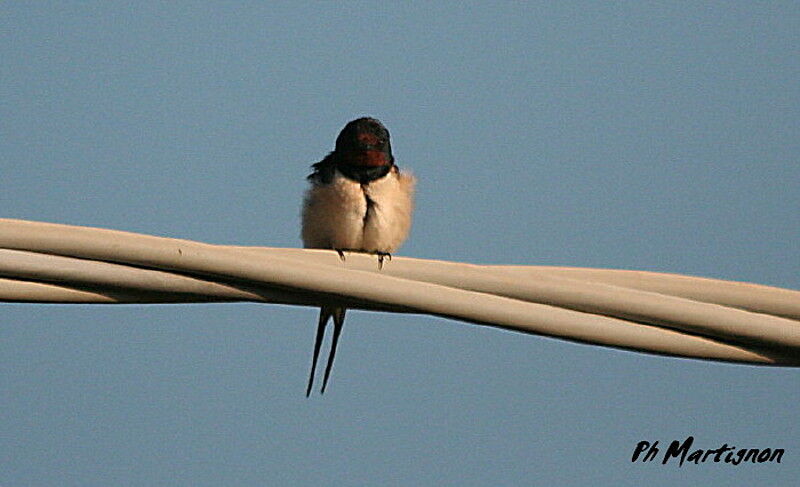 Barn Swallow