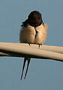 Barn Swallow