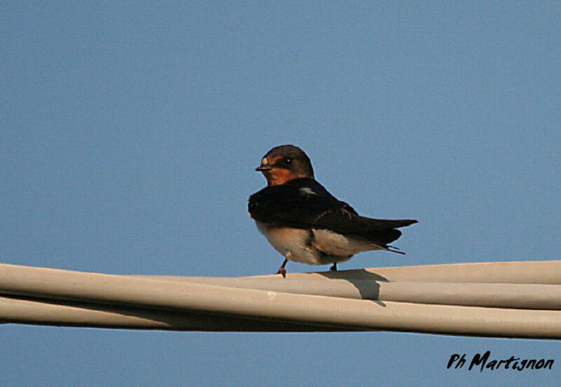 Barn Swallow