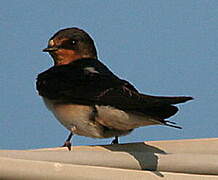 Barn Swallow