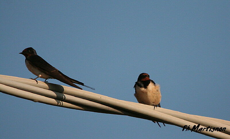 Barn Swallow