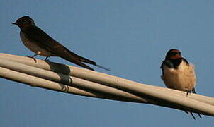 Barn Swallow