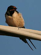 Barn Swallow