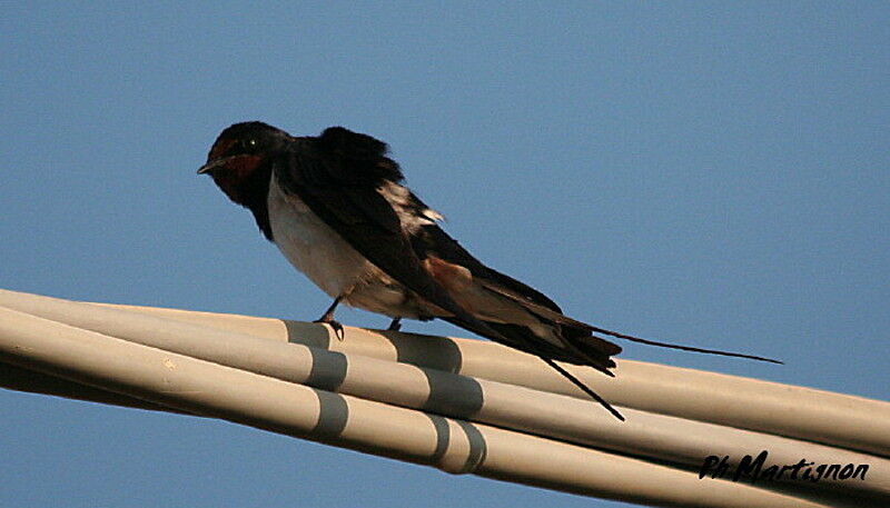 Barn Swallow